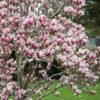 Hello Hello Plants Magnolia soulangeana flowers on bare branches scaled 1
