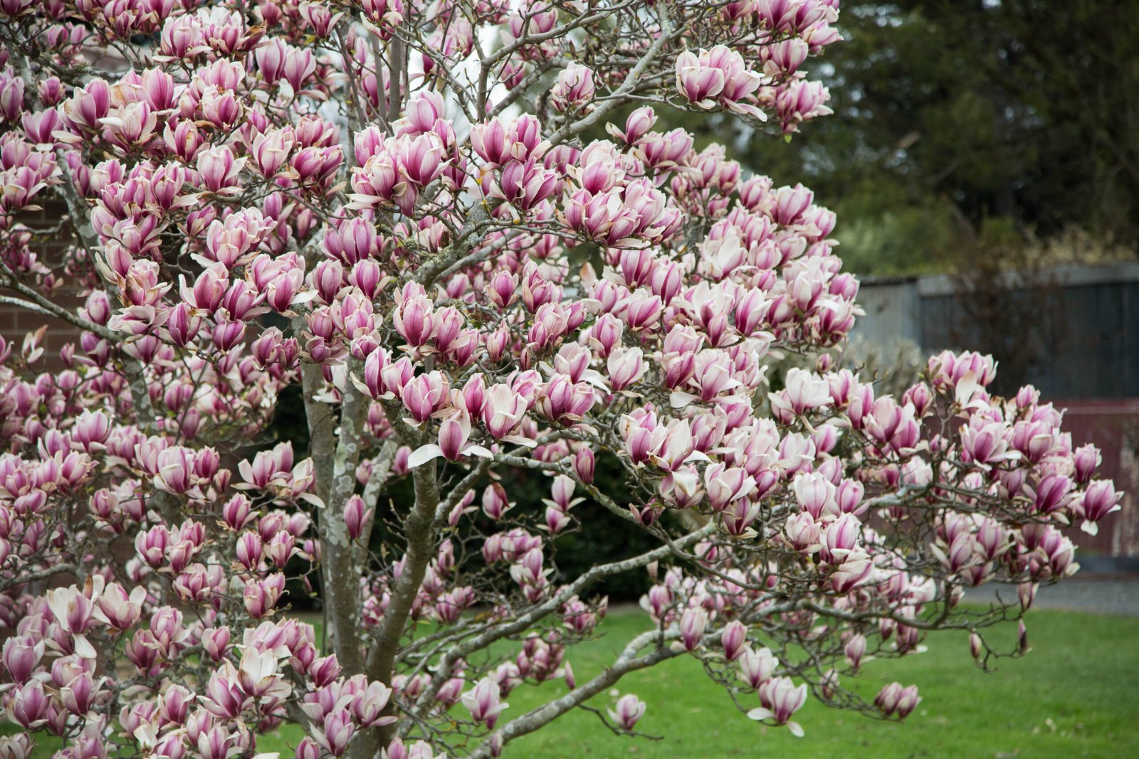 Hello Hello Plants Magnolia soulangeana flowers on bare branches scaled 1 Hello Hello Plants Magnolia soulangeana flowers on bare branches scaled 1