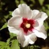 Hibiscus Red Heart 1 700x700 1