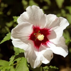 Hibiscus Red Heart 1 700x700 1