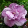 Hibiscus Ardens 1437640351