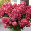 Hortensia panicule Hydrangea paniculata Bloody Marie IF 17908 1