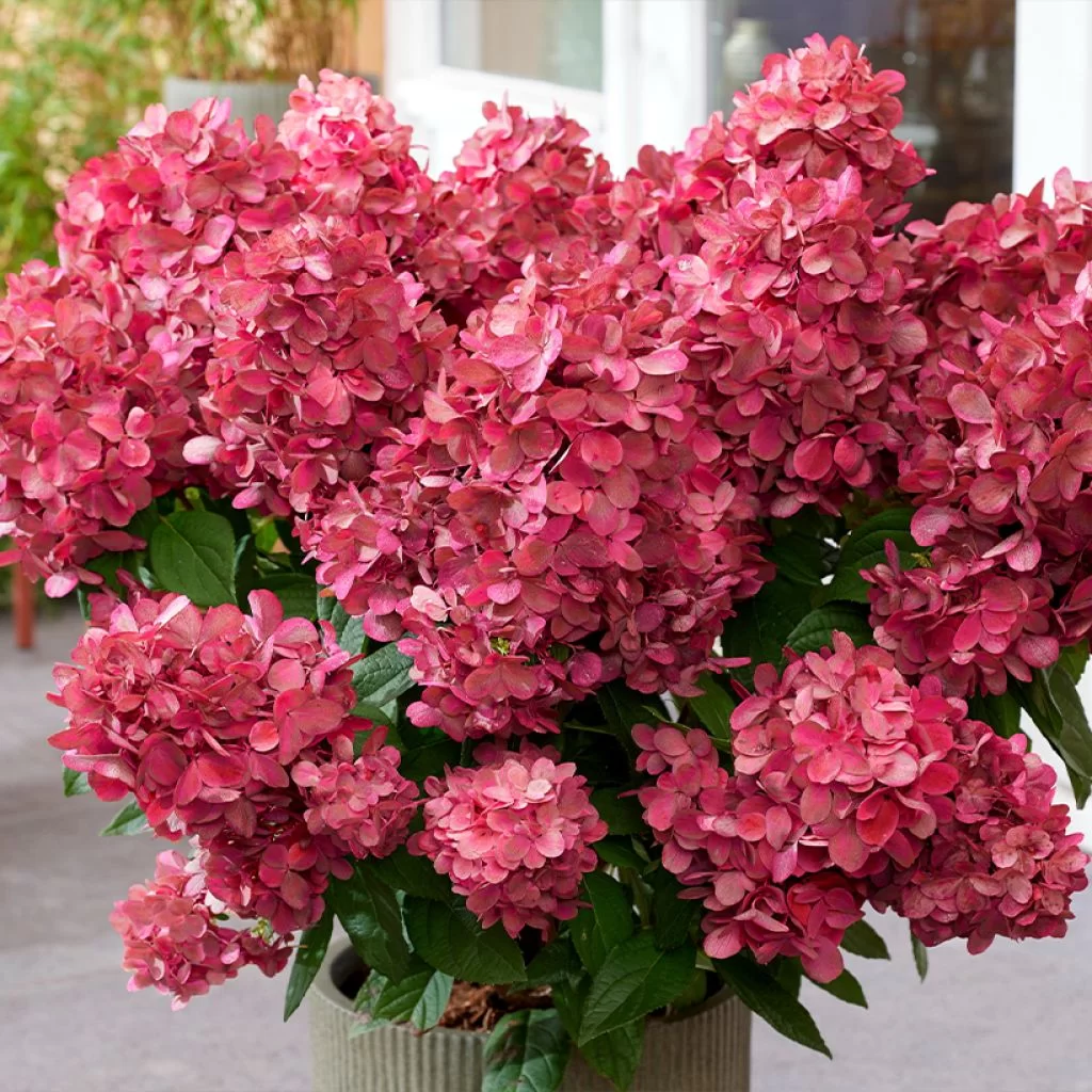 Hortensia panicule Hydrangea paniculata Bloody Marie IF 17908 1 Hortensia panicule Hydrangea paniculata Bloody Marie IF 17908 1