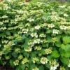 Hydrangea macrophylla Dancing Snow WEDDING GOWN DOPPIO BIANCO 06