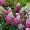 Hydrangea paniculata Fraise Melba 1 750x750 1