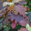 HydrangeaQuercifolia1