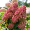 Hydrangea FIrelight 4 FGT