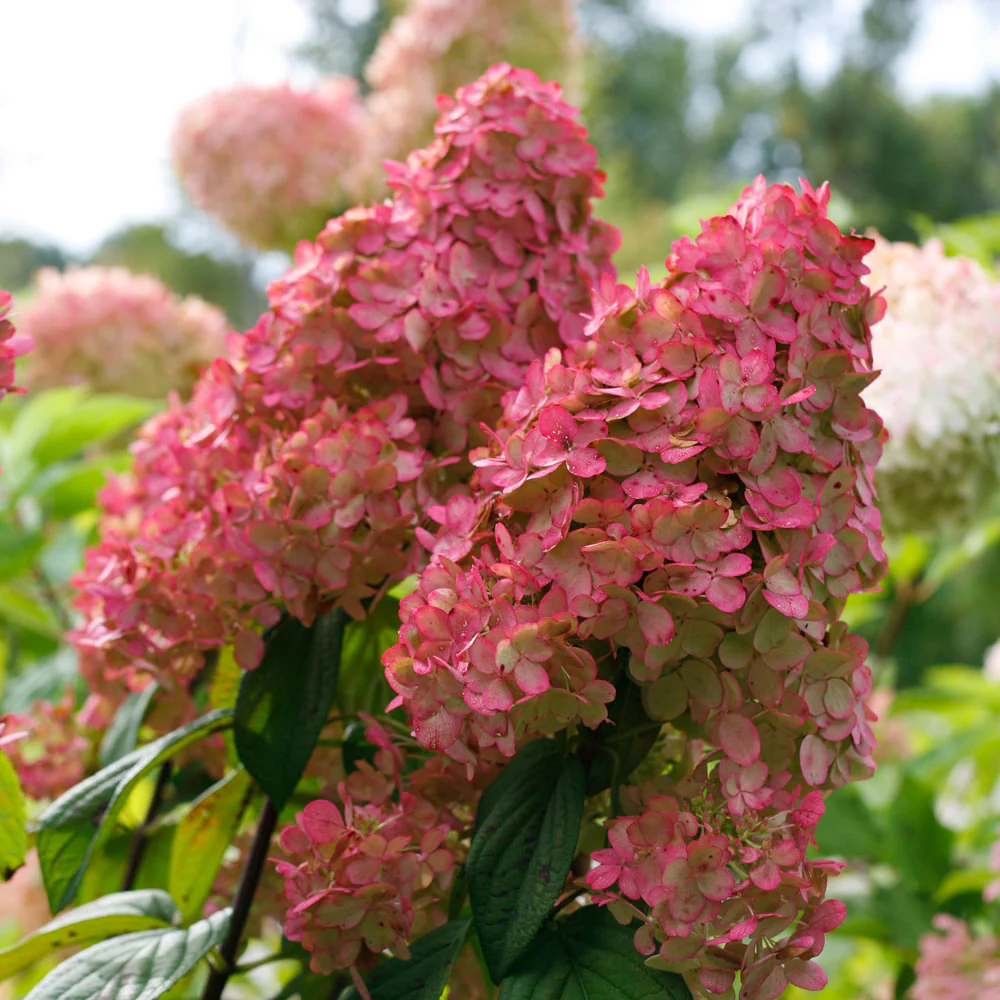 Hydrangea FIrelight 4 FGT Hydrangea FIrelight 4 FGT