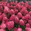 HydrangeapanBonfire 4 697x700