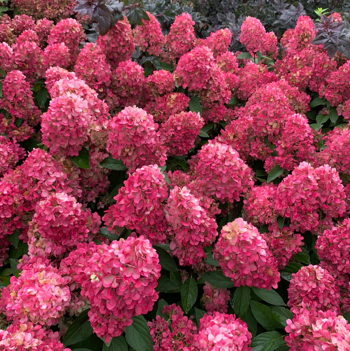 HydrangeapanBonfire 4 697x700 HydrangeapanBonfire 4 697x700