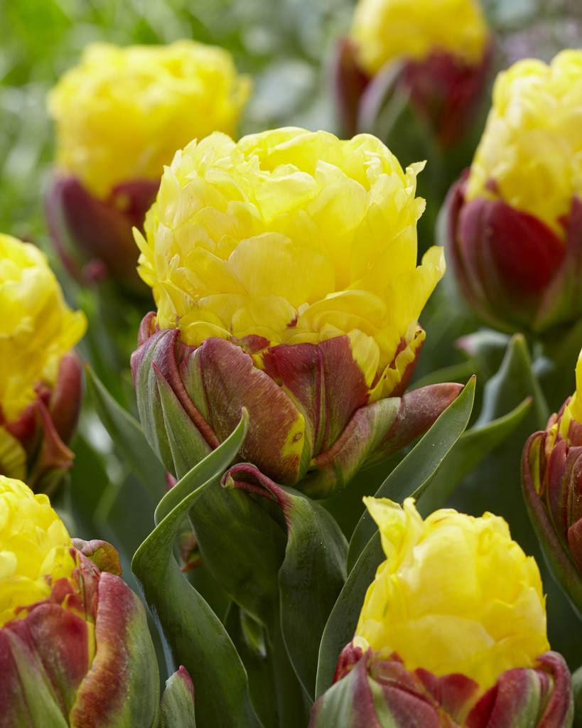 Ice cream banana1 Ice cream banana1
