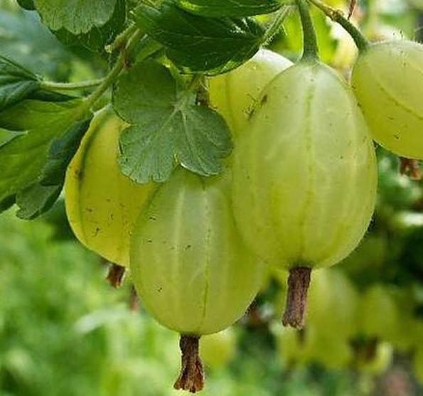 Invicta agrastu sodinukai 1 595x557 1 Invicta agrastu sodinukai 1 595x557 1