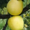 JABLON ANANAS BERZENICKI