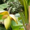 Japanese basho tree