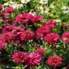 Jezowka SunSeekers Sweet Fuchsia 4
