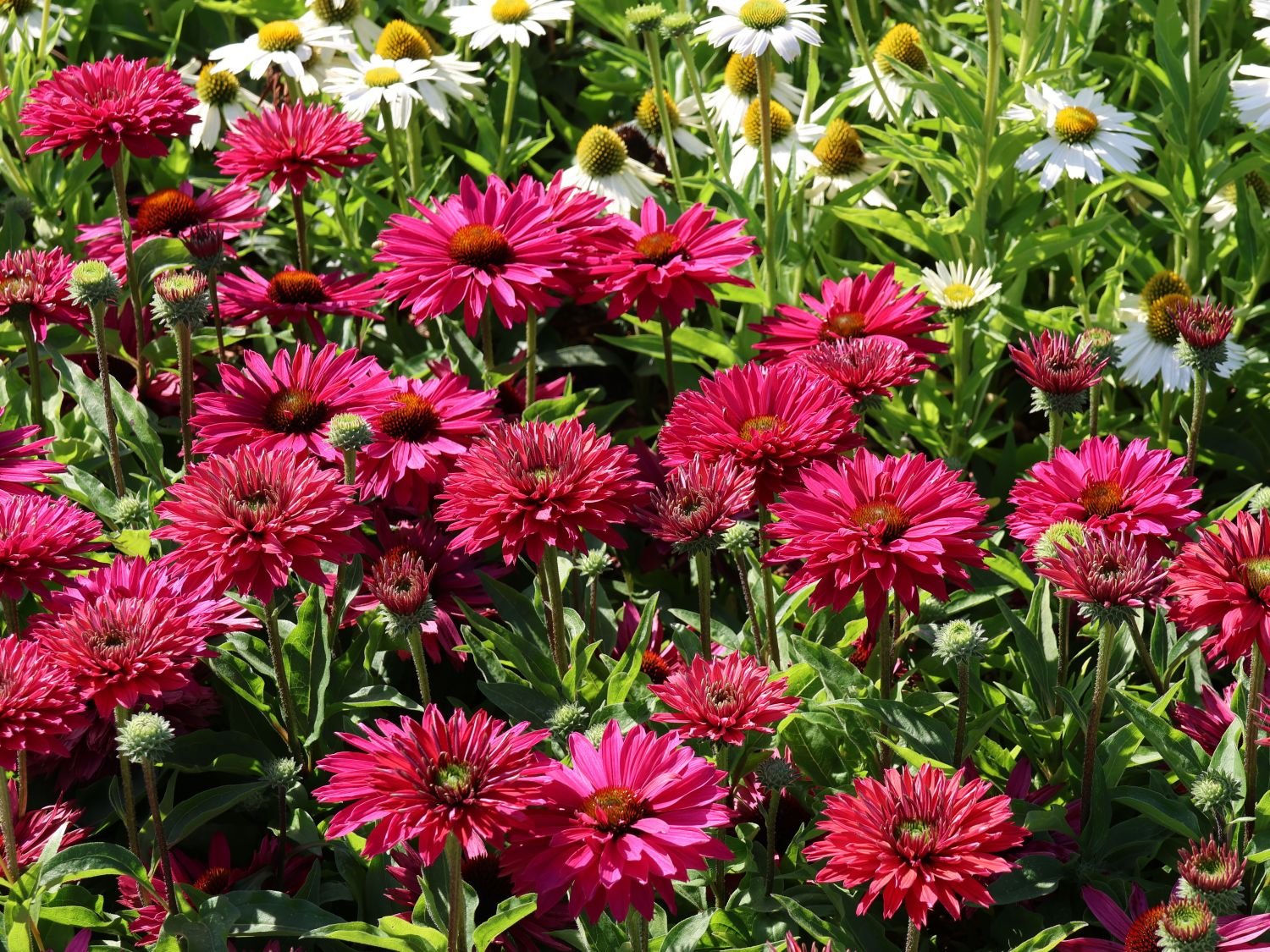 Jezowka SunSeekers Sweet Fuchsia 4 Jezowka SunSeekers Sweet Fuchsia 4