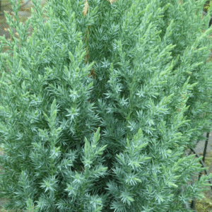 Juniperus chin. Stricta