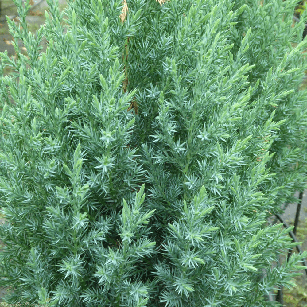 Juniperus chin. Stricta Juniperus chin. Stricta