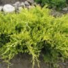 Juniperus x media Old Gold e1581185148758