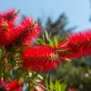 Kalistemonas Callistemon