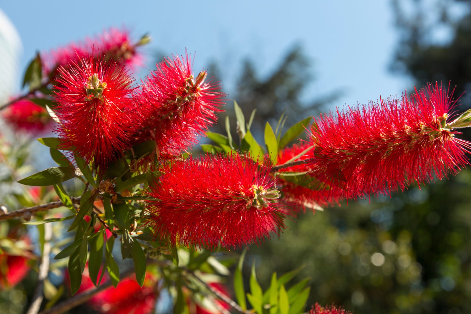 Kalistemonas Callistemon Kalistemonas Callistemon