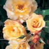 Kordes Rose Moonlight1