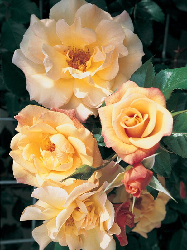 Kordes Rose Moonlight1 Kordes Rose Moonlight1