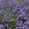 Lavandula angustifolia Essence Purple
