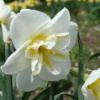 Lemon Beauty1