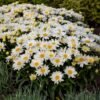 Leucanthemum SPOONFUL OF SUGAR 1000x1000 1
