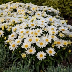 Leucanthemum SPOONFUL OF SUGAR 1000x1000 1