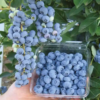 Liberty1