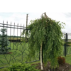 Long Trunk1 1