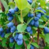 Lonicera caerulea Tundra 1