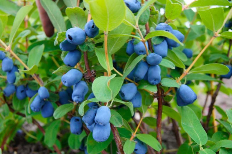 Lonicera caerulea Tundra 1 Lonicera caerulea Tundra 1