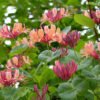 Lonicera heckrottii Gold Flame