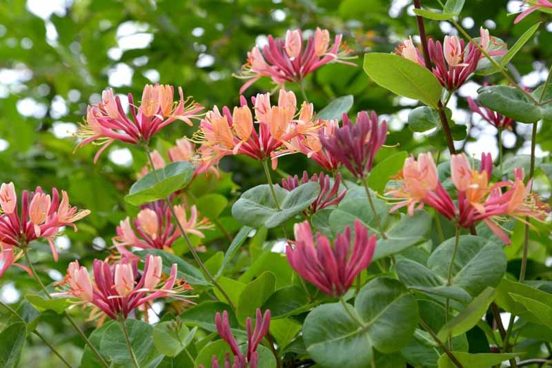 Lonicera heckrottii Gold Flame Lonicera heckrottii Gold Flame