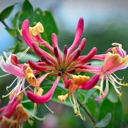 Lonicera periclymenum Belgica Select 87785 1 Lonicera periclymenum Belgica Select 87785 1