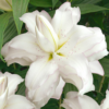 Lotus Beauty1 1