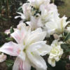 Lotus Beauty1 2