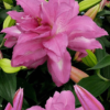 Lotus Dream1 1