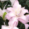 Lotus Queen1 1