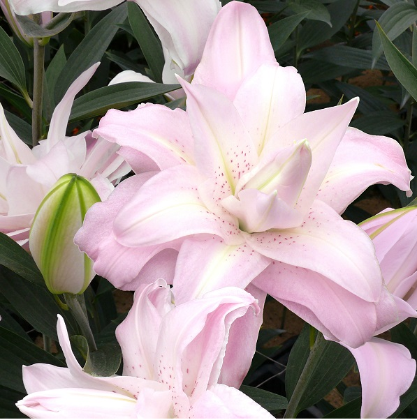 Lotus Queen1 1 Lotus Queen1 1