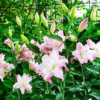 Lotus Queen1 2