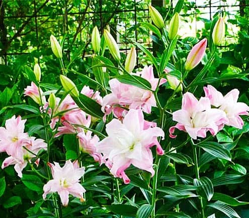 Lotus Queen1 2 Lotus Queen1 2