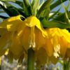Lutea