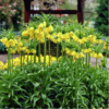 Lutea1
