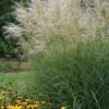 MIGZ 0 Miscanthus Graziella.1491332880 700x700 1