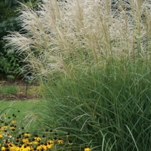 MIGZ 0 Miscanthus Graziella.1491332880 700x700 1