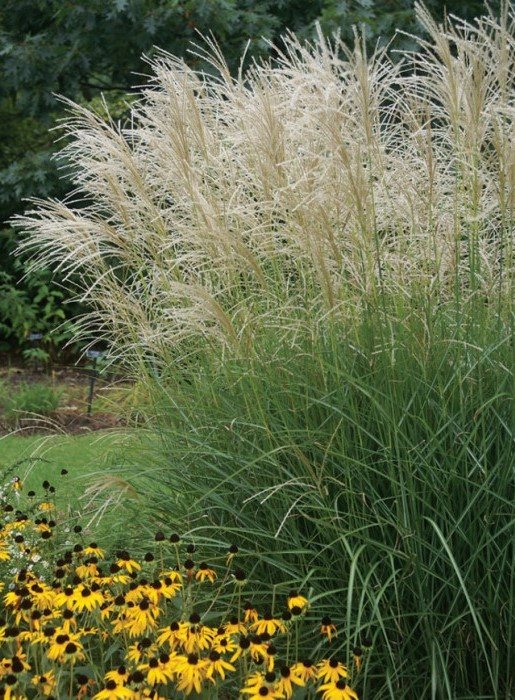 MIGZ 0 Miscanthus Graziella.1491332880 700x700 1 MIGZ 0 Miscanthus Graziella.1491332880 700x700 1